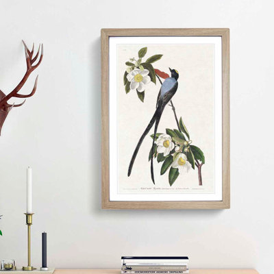 Fork-Tailed Flycatcher Bird by John Audubon - Picture Frame Painting Print