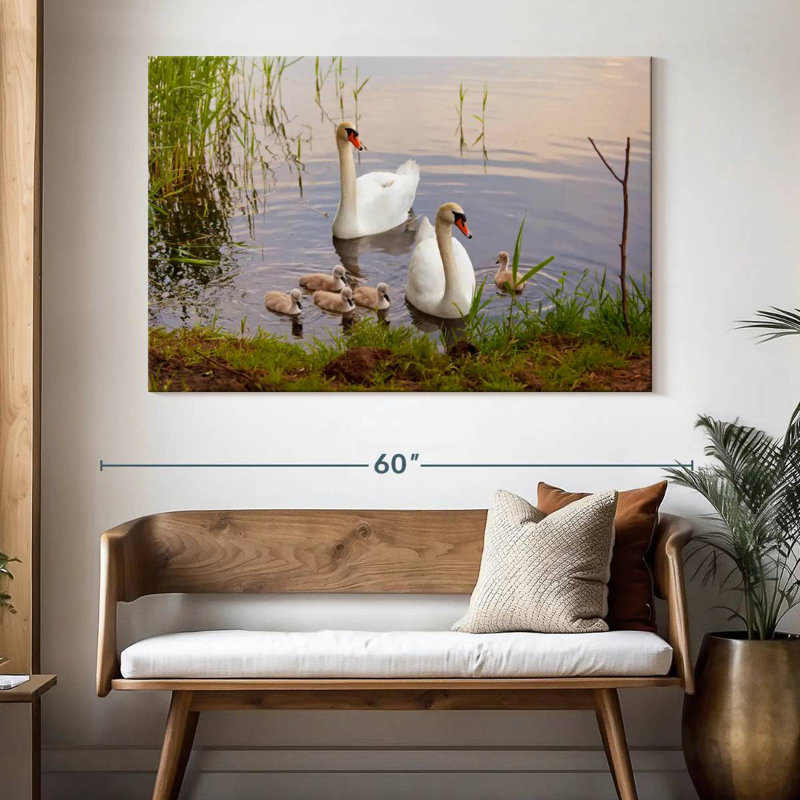 Arney Swans And Cygnets