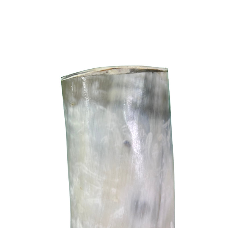 Watusi Cow Horn on Metal Stand