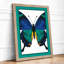 Blue Butterfly Specimen Botanical - Framed Print-1771913803-1771913806