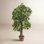 48" Schefflera Tree in Pot