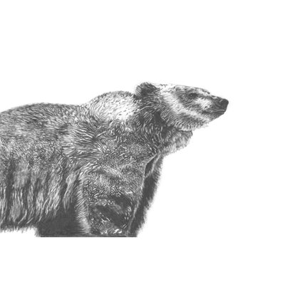 " Wildlife Snapshot: Grizzly " by Naomi McCavitt