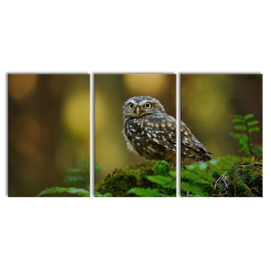 3-tlg. Leinwandbilder-Set Cute Baby Owl