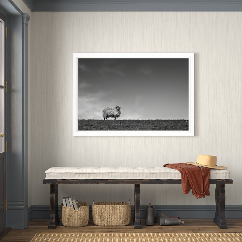Solo Sheep