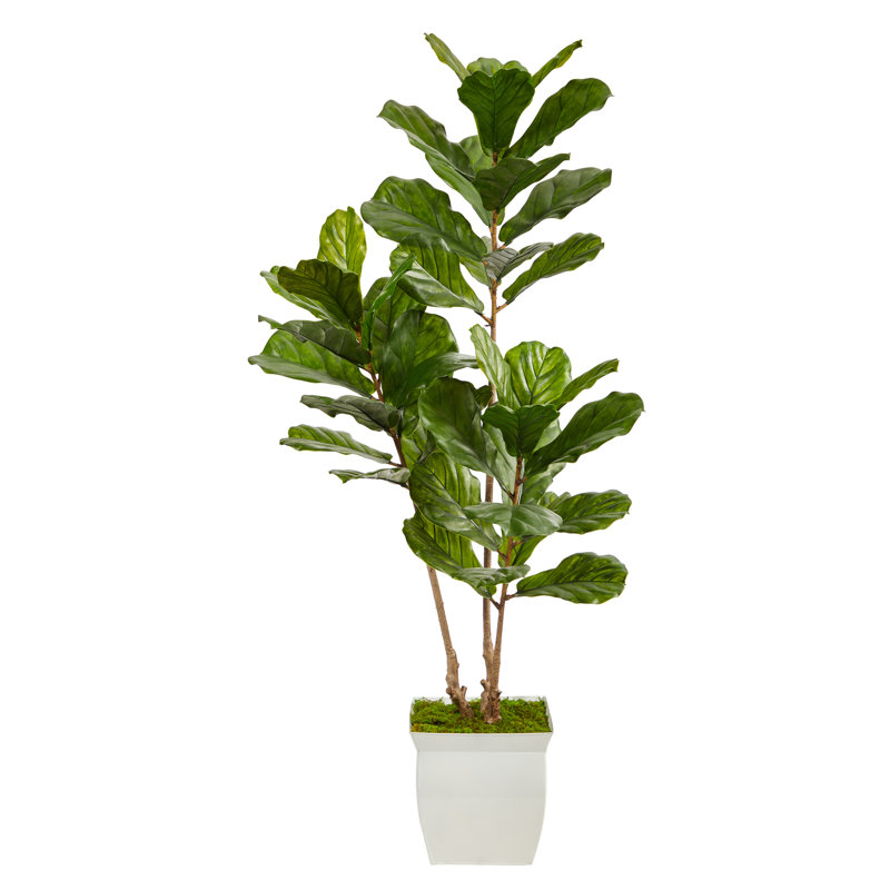 5.5ft. Fiddle Leaf Artificial Tree in White Metal Planter UV Resistant (Indoor/Outdoor)