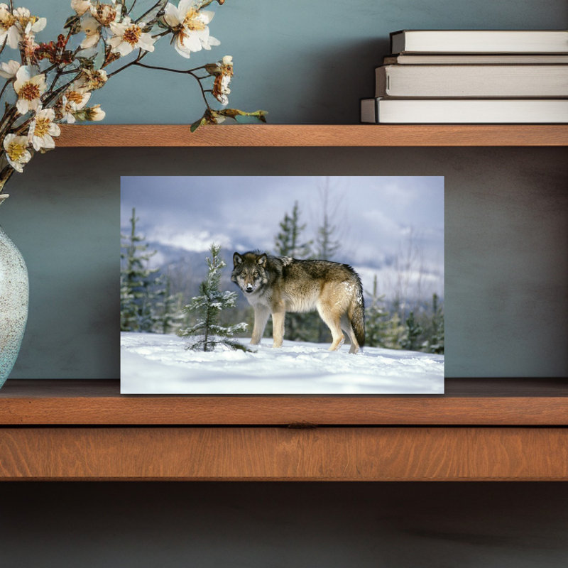 GRAY WOLF Canis Lupus IN WINTER SNOW LOOKING AT CAMERA by T. Ulrich - Print, 30.48 cm H x 45.72 cm W