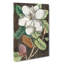 Laurel Magnolia Tree by Mark Catesby - Wrapped Canvas-55365212