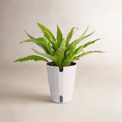 Costa Farms Bird's Nest Fern Plant