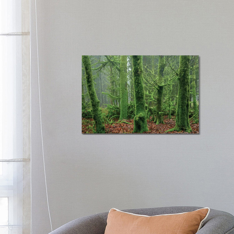 Enchanted Forest I by Adam Burton - Wrapped Canvas Print, 66.04 cm H x 45.72 cm W x 3.175 cm D