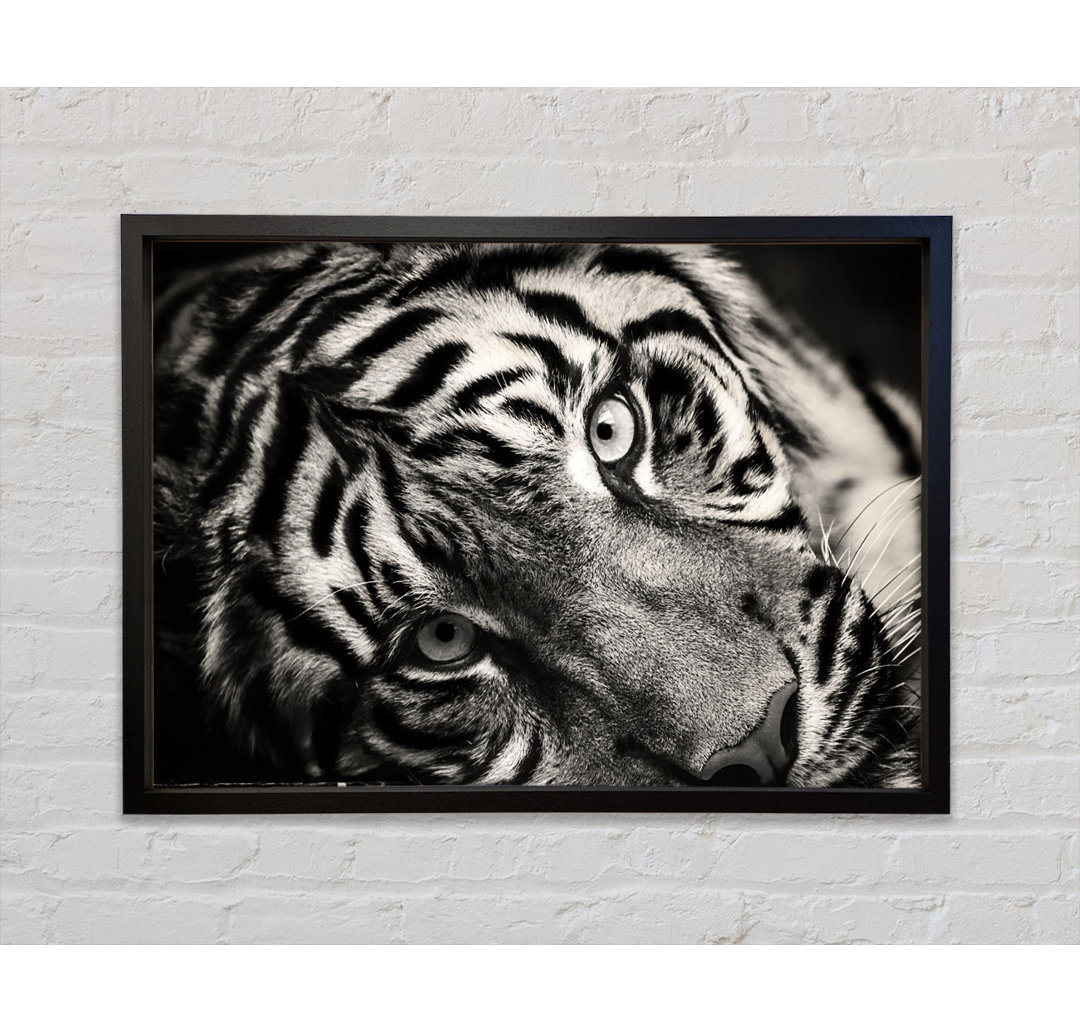 Up Close Tiger Lying Down - Single Picture Frame Kunstdrucke auf Leinwand