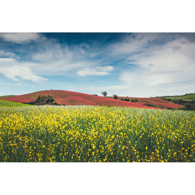«Tuscany Field» par Borchee, H 20 po x l 30 po