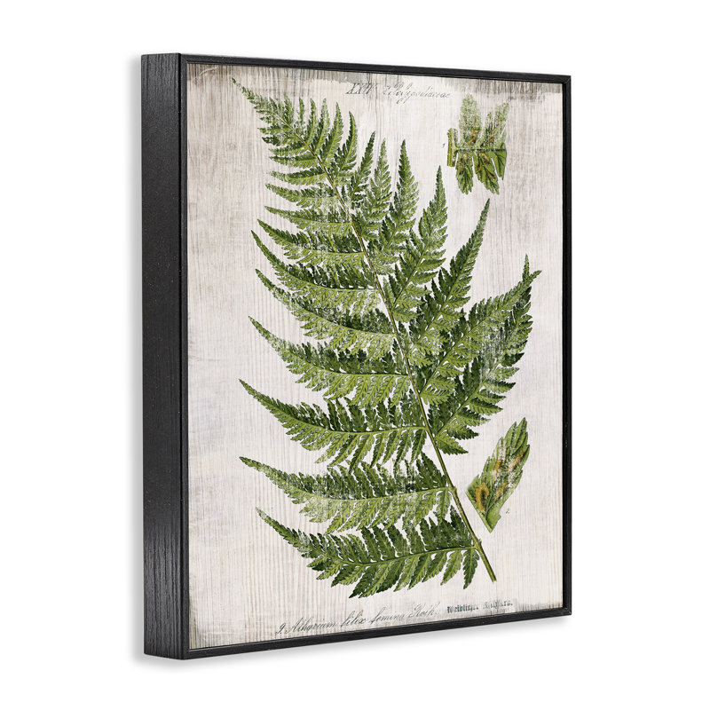  Feuille de fougère patinée, art de la giclée par Susan Arnot, H 14 po x l 11 po, Giclée encadrée noir minuit