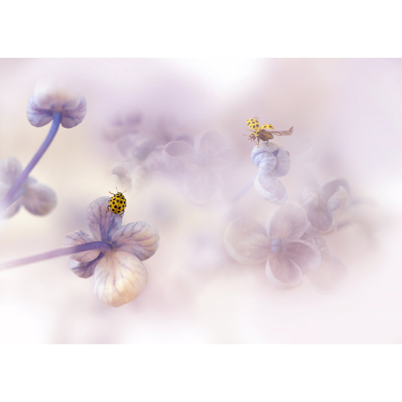 Wrapped Canvas Print, 50.8 cm H x 76.2 cm W