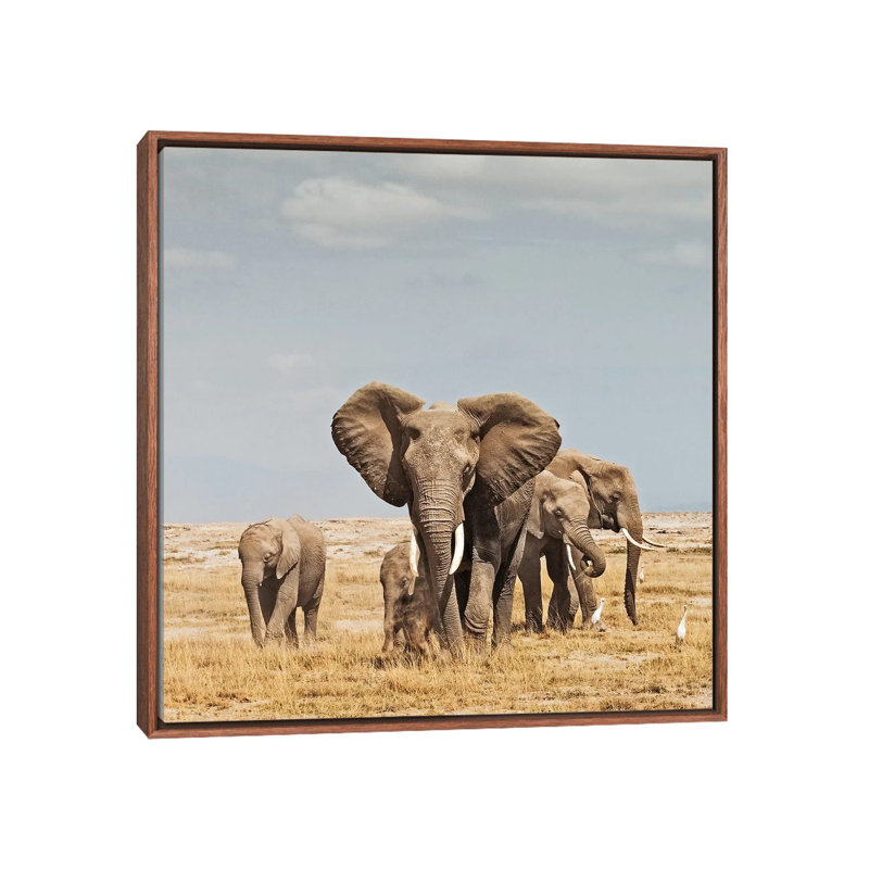 Colour Elephant Herd by Klaus Tiedge - Print on Canvas, 66.04 cm H x 66.04 cm W, Classic Brown Wood Framed