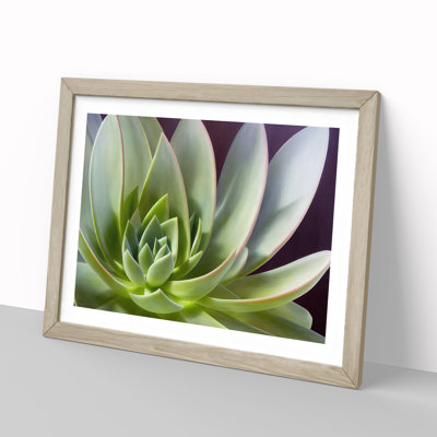 Interesting Succulent Plant - Single Picture Frame Print