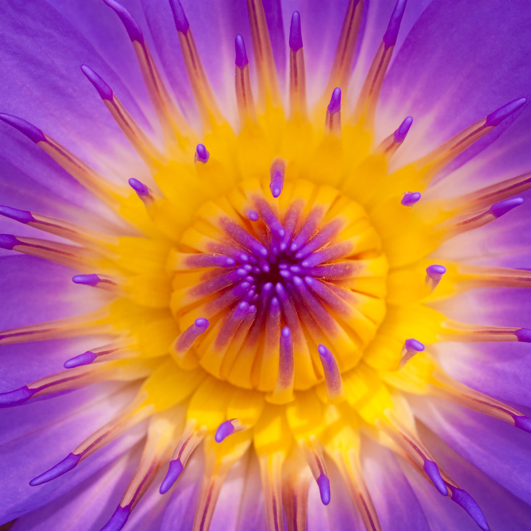 Leinwandbild Water Lily von Szefei