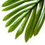 150cm Faux Palm Tree in Cement Pot