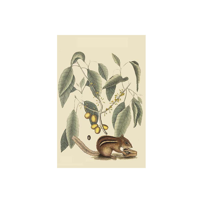 Chipmunk-impression d’art graphique, H 36 po x l 24 po x P 1,5 po