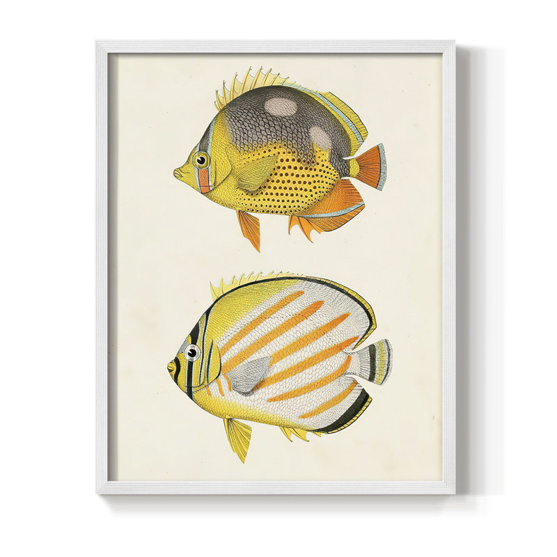 «Yellow & Gray Fish IV», reproduction encadrée - bois massif, Blanc, H 20 po x l 16 po
