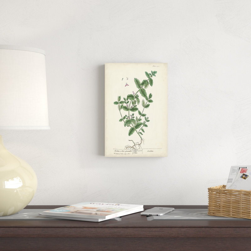 Herbes antiques, H 12 po x l 8 po