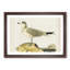 Common Gull by Von Wright - Picture Frame Painting Print-55510309-55510313