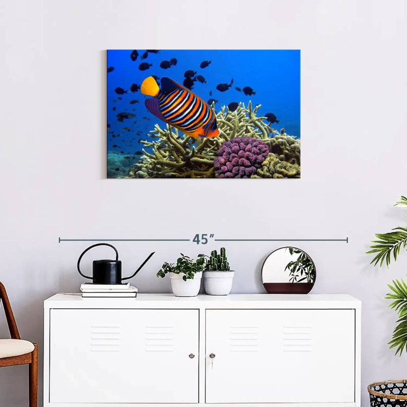 Brampt Royal Angelfish, 20" H x 30" W