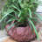 Toad Hollow Handmade Statue Planter-1494286994