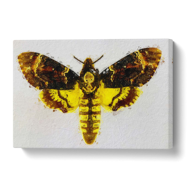 Deathshead Moth - Wrapped Canvas Painting, 40 cm H x 60 cm W