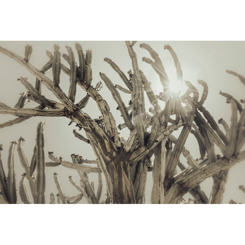 Cactus soleil, Naturel, H 29 po x l 40 po