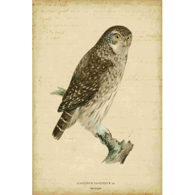Non-Embellished Vintage Owl by Von Wright - Wrapped Canvas Print