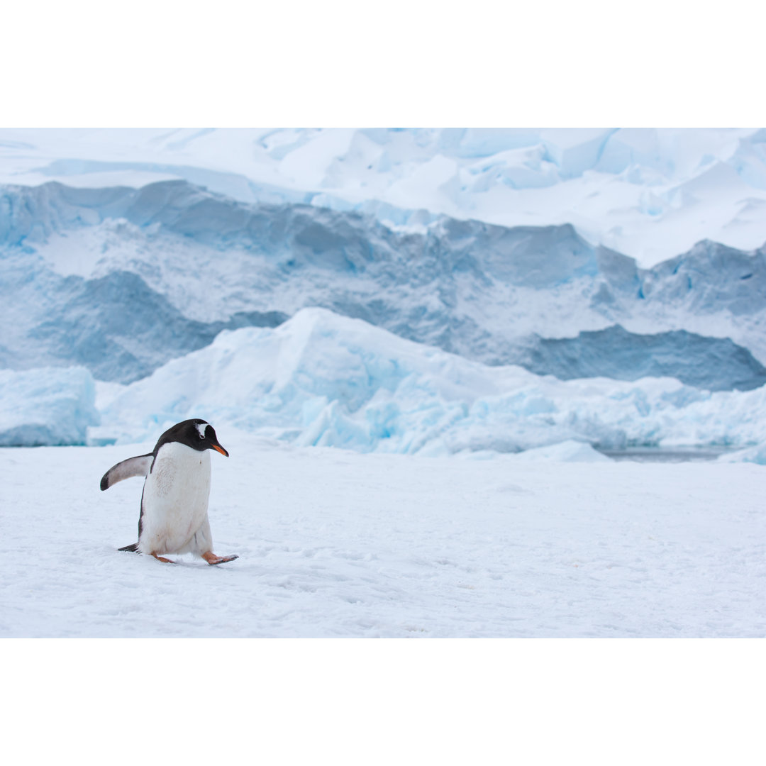 Eselspinguin beim Spaziergang im Schnee in der Antarktis