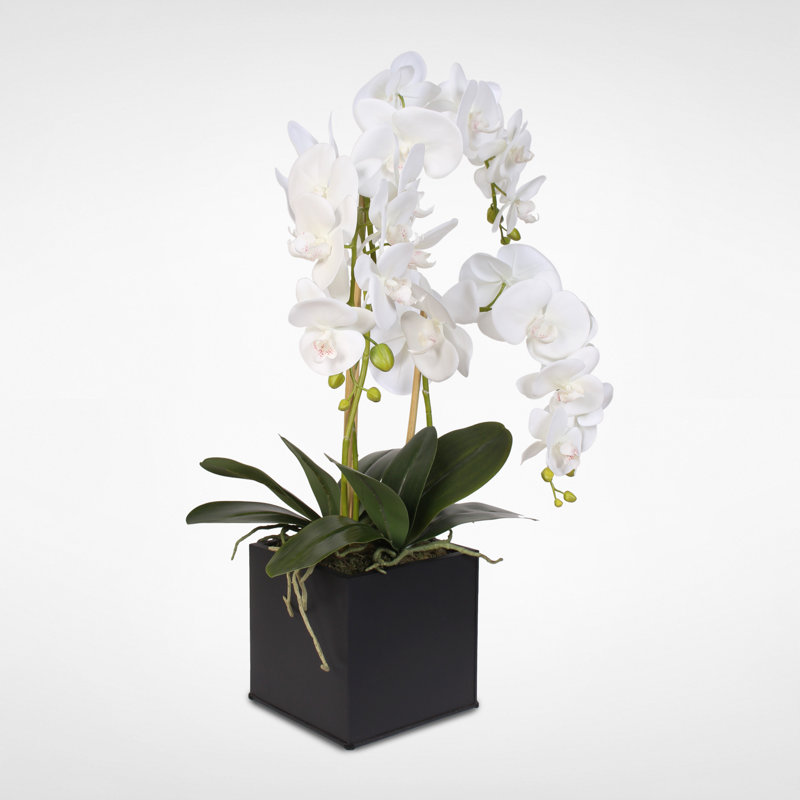 Orchids Arrangement in Planter
