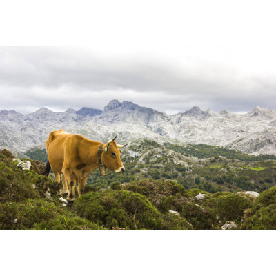 Spanish Cow (Asturian Mountain Cattle) in the Picos De Europa, Mountain Range in the Cantabrian Mountains in Northern Spain. 1 Piece Wrapped Canvas Wall Art
