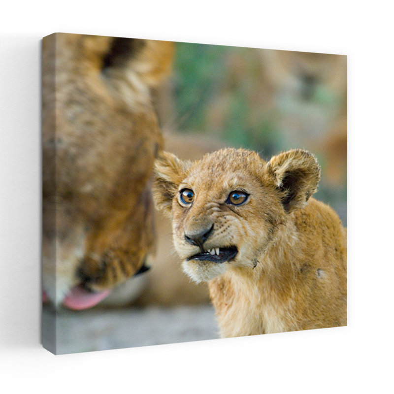 Close-Up Of A Lion Cub Ngorongoro Conservation Area Arusha Region Tanzania Panthera Leo Contemporary Wall Art Print