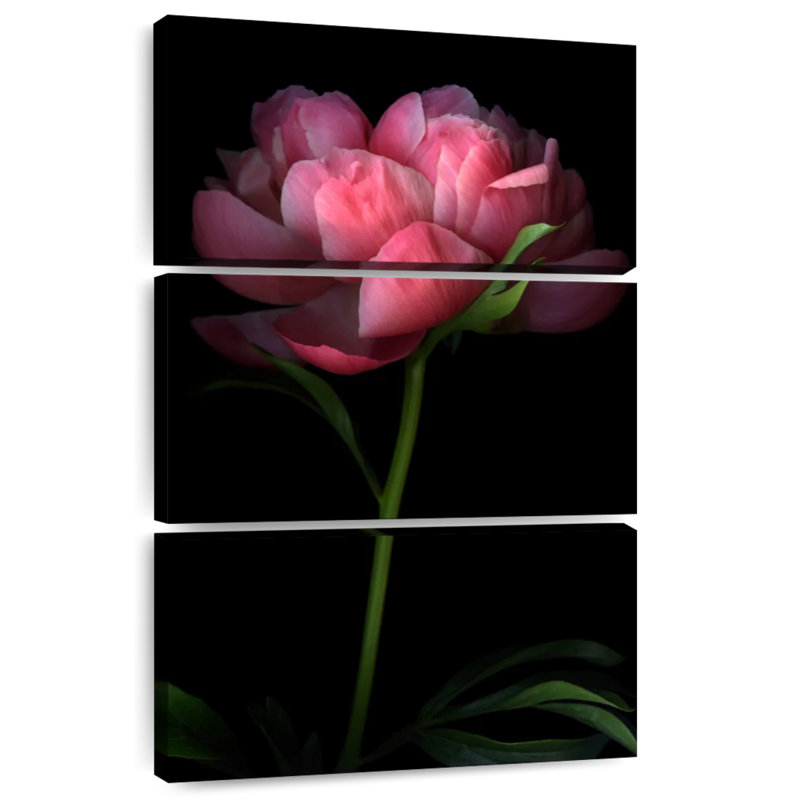 Harnek pivoine foncé II, H 38 po x l 24 po