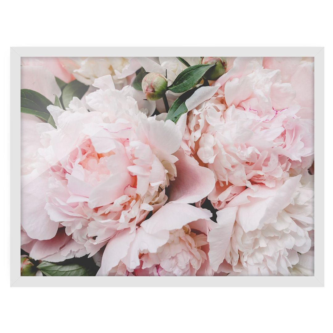 Gerahmtes Poster Peonies Light Pink