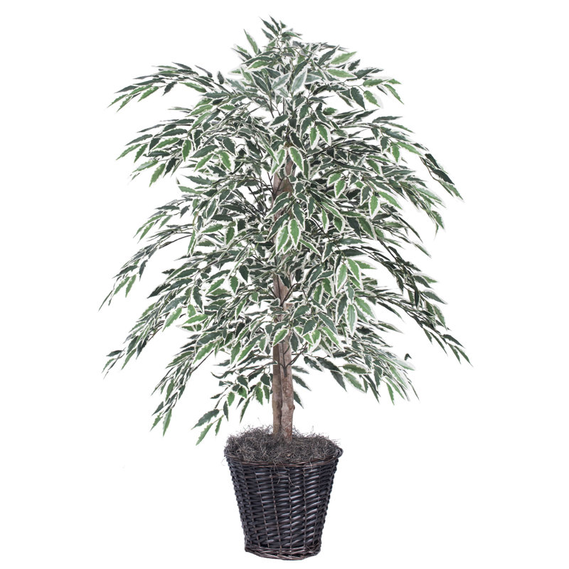 Ficus de sol 48 po dans un vase décoratif