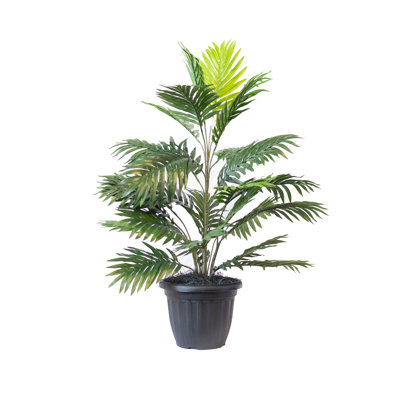Palmier Areca 34 po