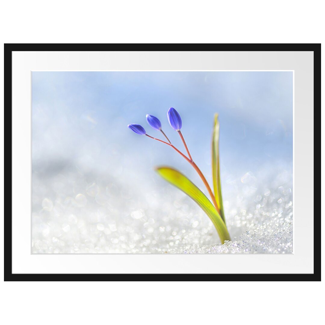 Gerahmtes Poster Blaue Knospen im Schnee