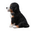 Animals Weather Resistant Polyresin Garden Statue