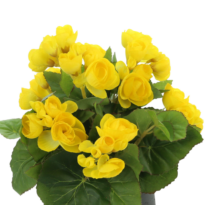 Begonia Floral Arrangement, Yellow, Black