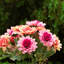 Arrangement floral ou centre de table Leal Daisy-88536243