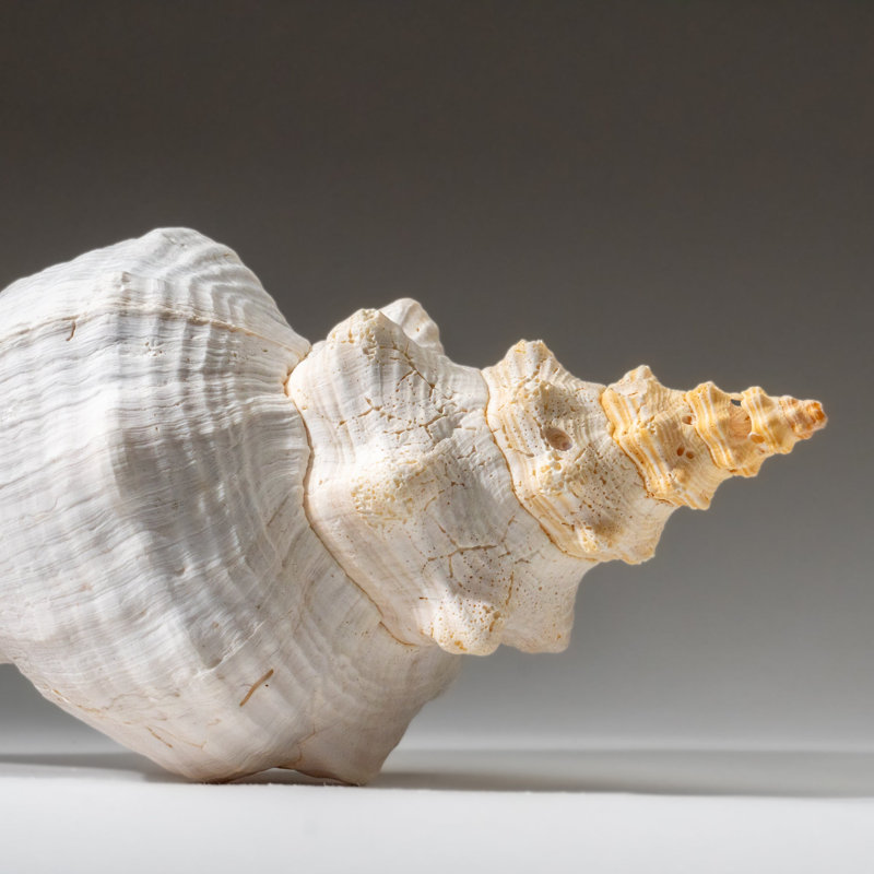 Genuine Horse Conch Shell (2 Lbs)