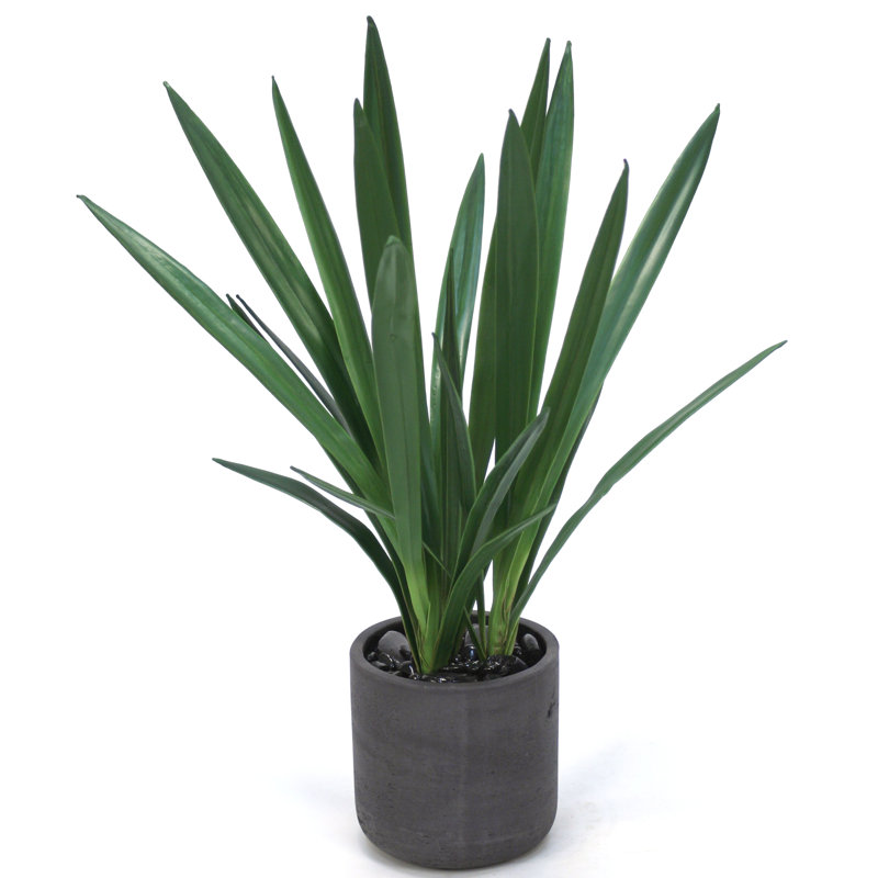 Cymbidium orchidée en pot