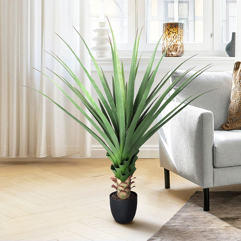Plante Cobb 48 po