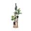 Plant-906035939
