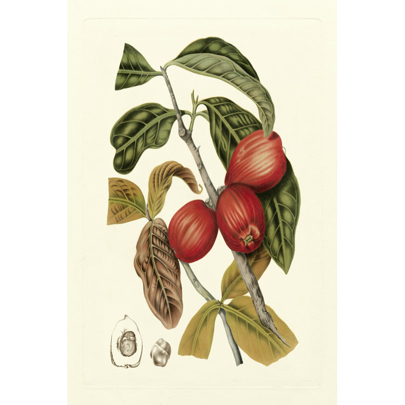Island Fruits III by B. Hoola Van Nooten - Wrapped Canvas Print, 46cm H x 30cm W x 3.8cm D