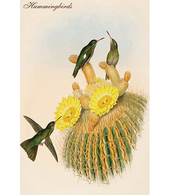 " Hummingbirds " by John Gould