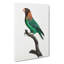 Caica Parrot by F. Levaillant - Wrapped Canvas-55371757