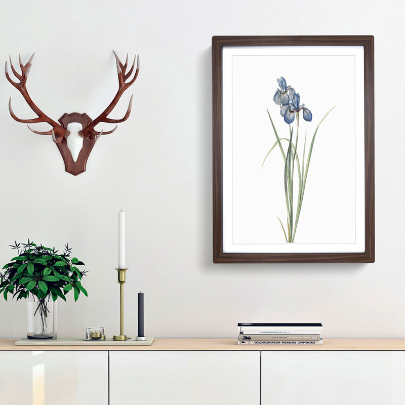Iris Pratensis by Pierre-Joseph Redoute - Single Picture Frame Painting, 48cm H x 36cm W x 2cm D, Walnut Framed